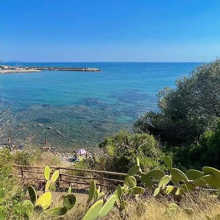 Dominella *